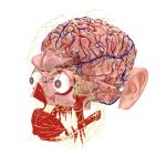 Cerebro y sentidos